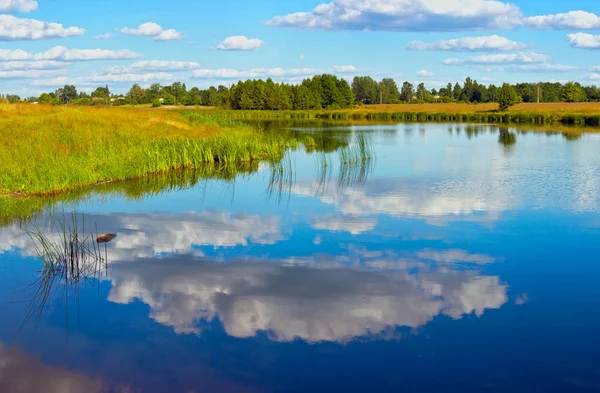 Summer rushy lake — Stock Photo, Image