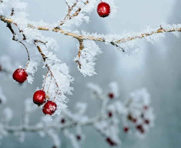 Rimfrost täckte nypon — Stockfoto