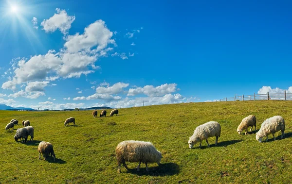 Stádo ovcí na plošině — Stock fotografie