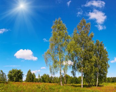 Birches and sunshine sky clipart