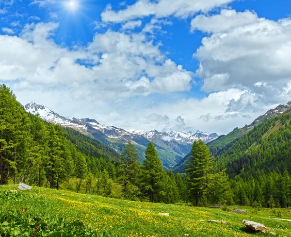 黄色的蒲公英花夏天山边坡 — 图库照片