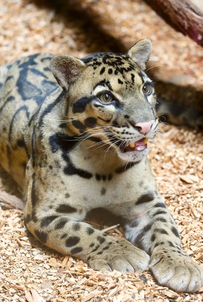 Spotty leopard closeup. - Stock-foto