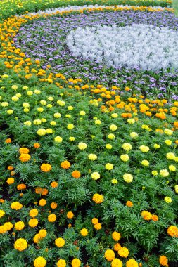 Yaz renkli flowerbed. Arka plan.