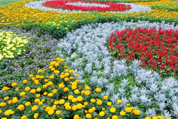 Verão colorido canteiro de flores. Contexto . — Fotografia de Stock