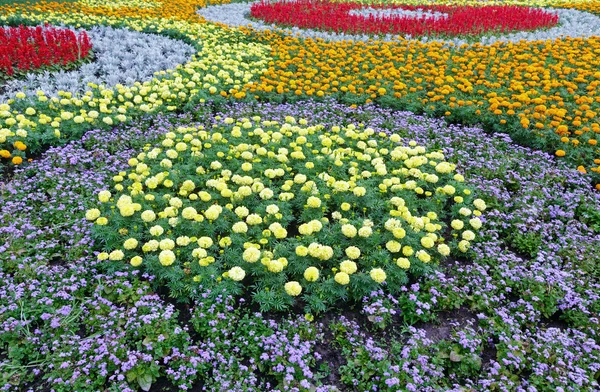 Sommaren färgglada blomsterrabatt. Bakgrund. — Stockfoto