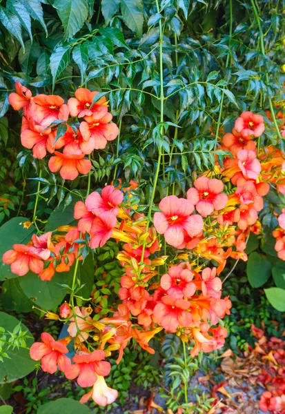 Cespuglio con fiori rossi . — Foto Stock