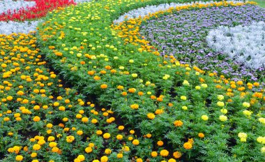 Yaz renkli flowerbed. Arka plan.
