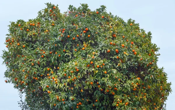 Mandarynkę z owoców pomarańczy. — Zdjęcie stockowe