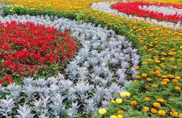 Sommaren färgglada blomsterrabatt. Bakgrund. — Stockfoto