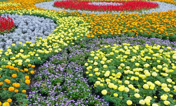 夏のカラフルな花壇。バック グラウンド. — ストック写真