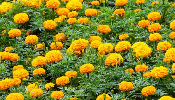 Marigold flowers closeup. Background. — Stock Photo, Image