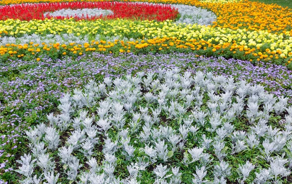 Summer colorful flowerbed. Background. — Stock Photo, Image