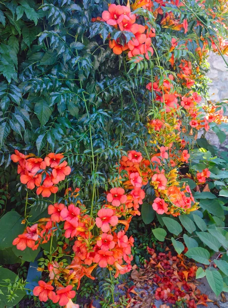 Bush with red flowers. — Stock Photo, Image