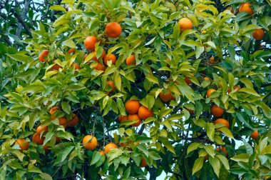 Turuncu meyveler ile mandalina ağacı. 