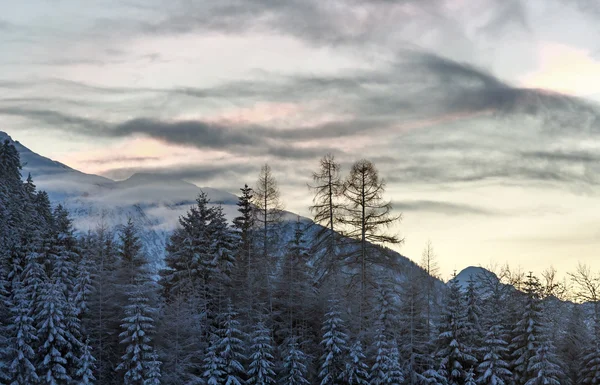 Winter besneeuwde spar bergbos. — Stockfoto