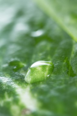 tek bir damla ile yeşil kavramı 