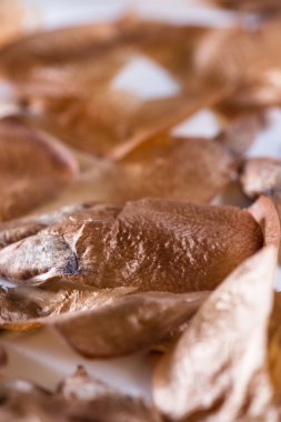 bir evergreen tohumları 