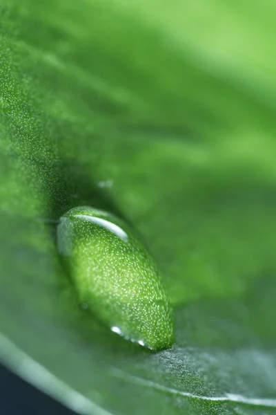 Green concept with a single water drop — Stock Photo, Image