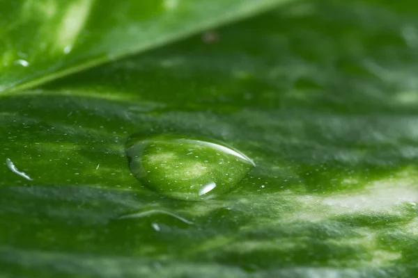 Conceito verde com uma única gota de água — Fotografia de Stock