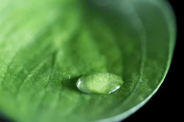 Green concept with a single water drop — Stock Photo, Image