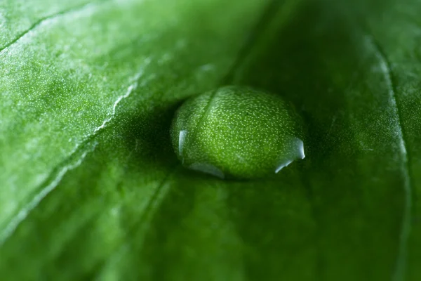 Πράσινο έννοια με μια ενιαία νερό σταγόνα — Φωτογραφία Αρχείου