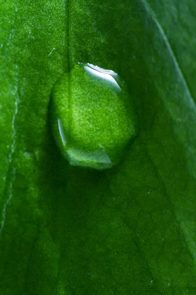 Conceito verde com uma única gota de água — Fotografia de Stock
