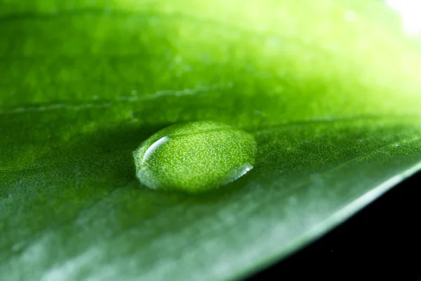 Conceito verde com uma única gota de água — Fotografia de Stock