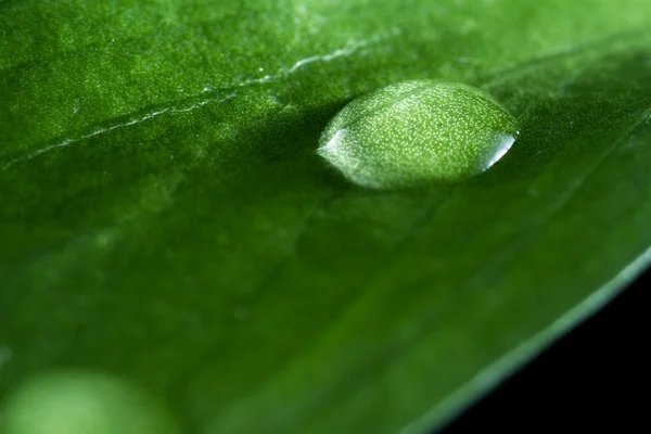 Зелена концепція з єдиною краплями води — стокове фото