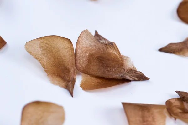 Seeds from an evergreen — Stock Photo, Image