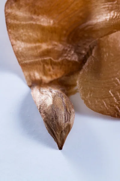 Seeds from an evergreen — Stock Photo, Image