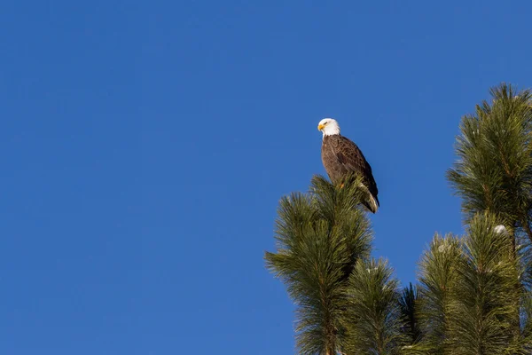 アメリカの白頭鷲 — ストック写真