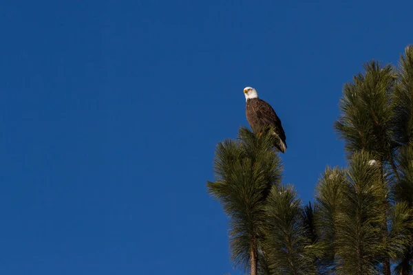 Aquila calva americana — Foto Stock