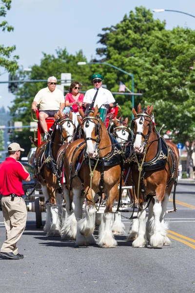 Budweiser Clydesdales в Coeur d' Alene, Айдахо — стокове фото