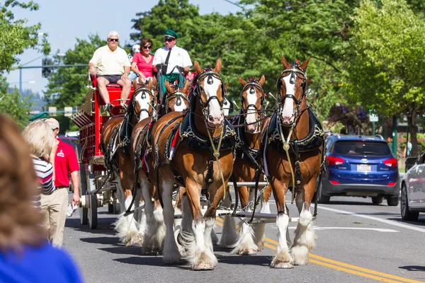 Budweiser Clydesdales in Coeur d' Alene, Idaho — Stock Photo, Image