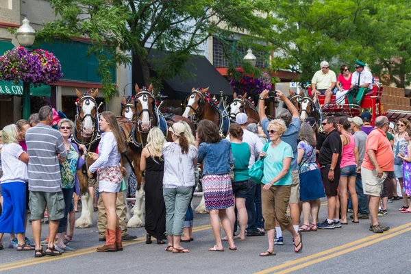 Budweiser Clydesdales in Coeur d' Alene, Idaho — Stock Photo, Image