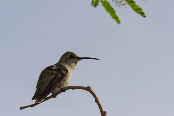 Female Black-chinned Hummingbird — Stock Photo, Image