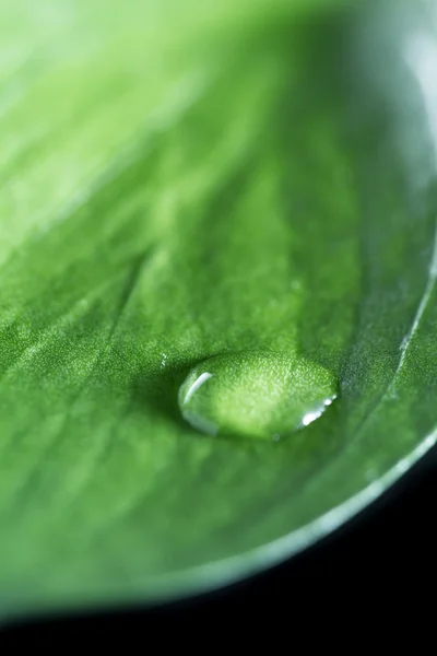 Green concept with a single water drop — Stock Photo, Image