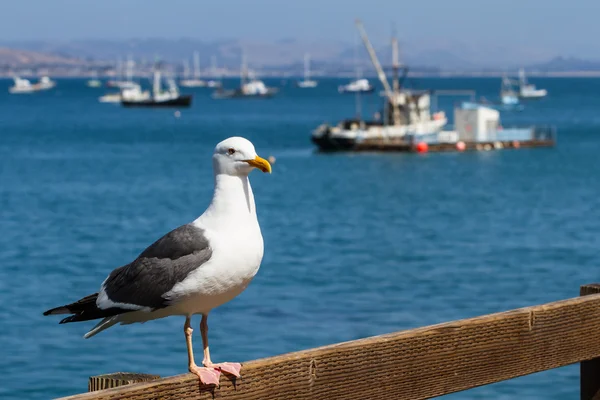 Sea gull v doku — Stock fotografie