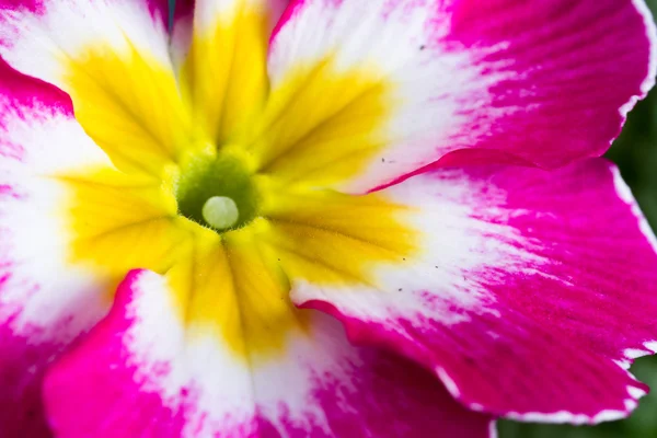 Primula close-up com cor vívida — Fotografia de Stock