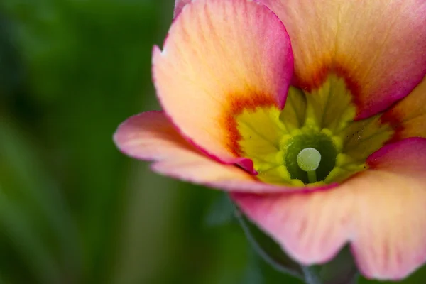 Primula på nära håll med levande färger — Stockfoto