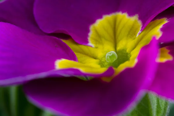 Primula på nära håll med levande färger — Stockfoto
