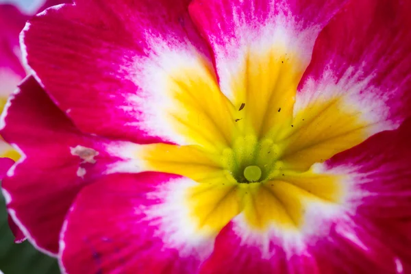 Primula close-up com cor vívida — Fotografia de Stock