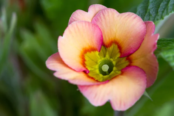 Primula close-up met levendige kleuren — Stockfoto