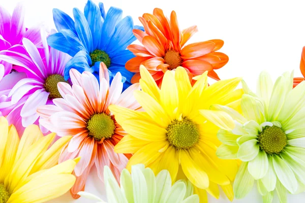 Flores da primavera em cores pastel — Fotografia de Stock