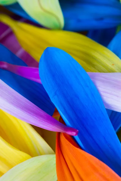 Разноцветный лепестковый фон — стоковое фото