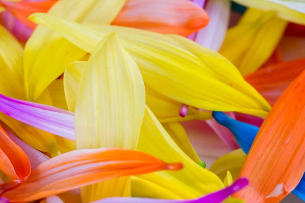 Colorful petal background — Stock Photo, Image