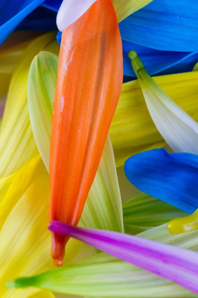 Разноцветный лепестковый фон — стоковое фото