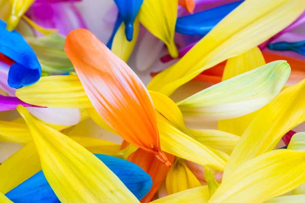 Colorful petal background — Stock Photo, Image