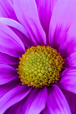 güzel bir mor çiçek