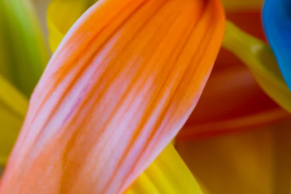 Fundo pétala colorido — Fotografia de Stock